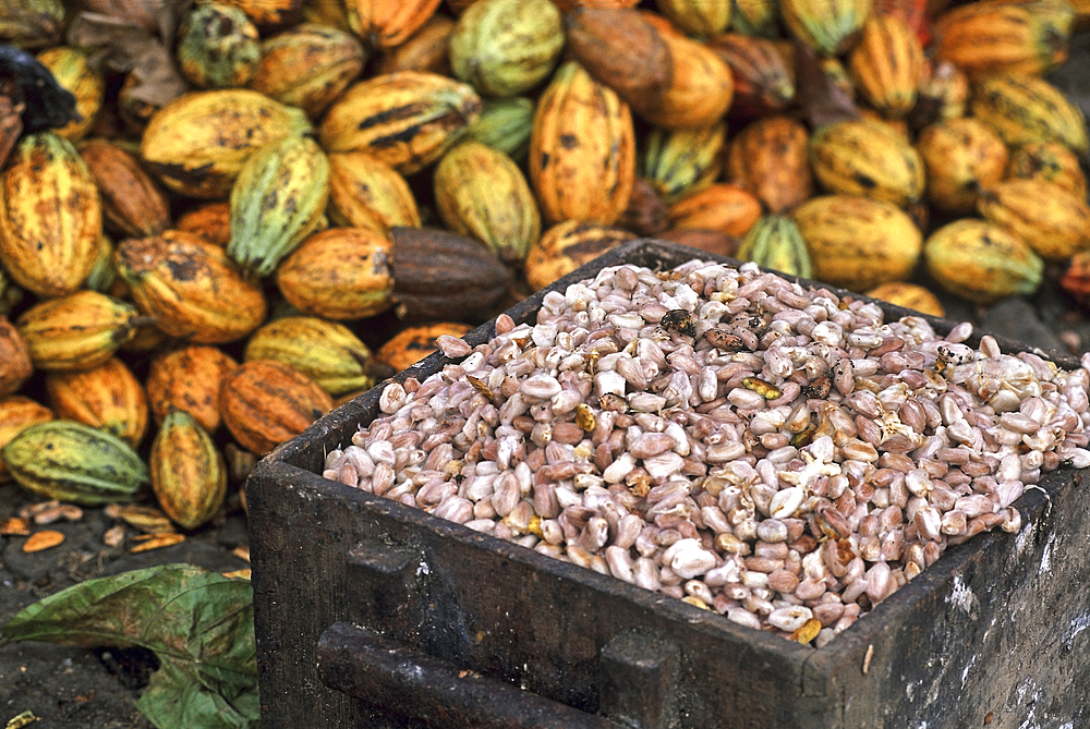 Opening cocoa pods to get beans in a plantation of Sao Tome Island, Republic of Sao Tome and Principe,Africa