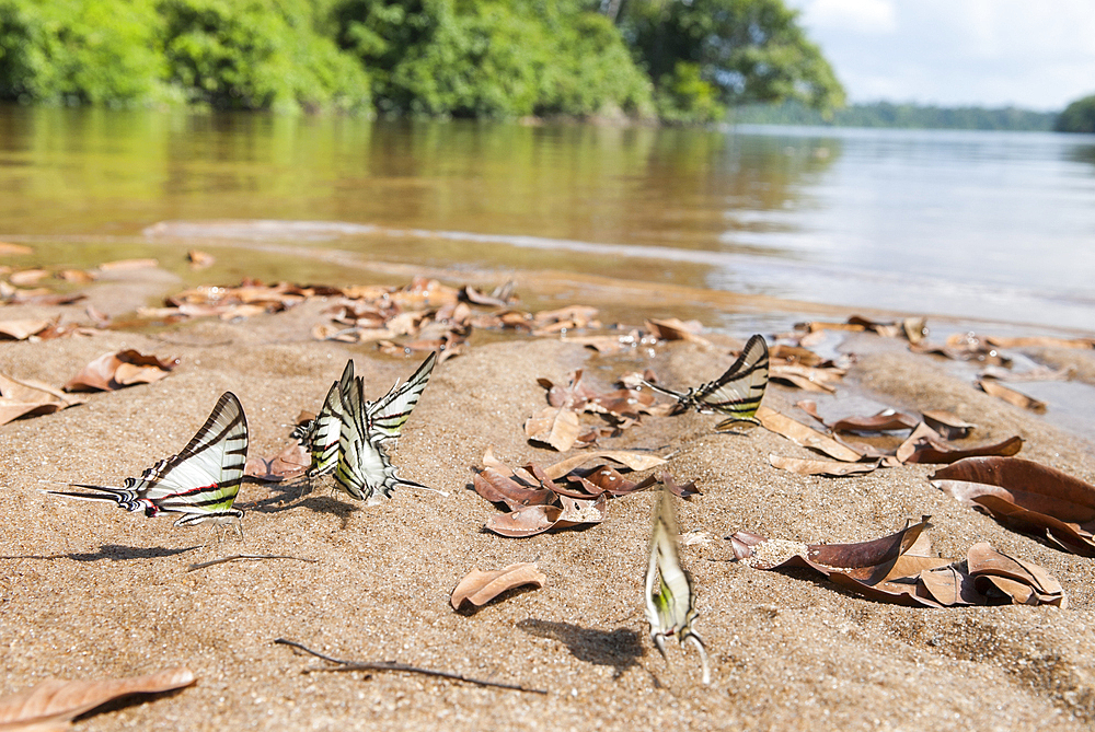 Butterfly (Eurytides agesilauson) on Caura river bank,Bolivarian Republic of Venezuela,South America