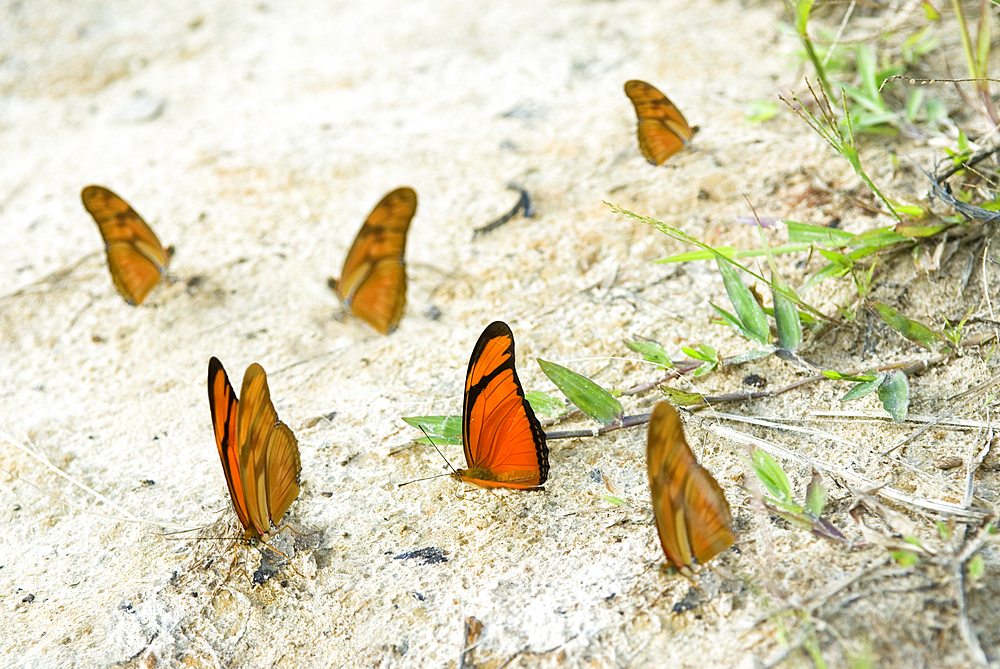 Julia butterfly (Dryas iulia) in the forest around the Caura river,Bolivarian Republic of Venezuela,South America