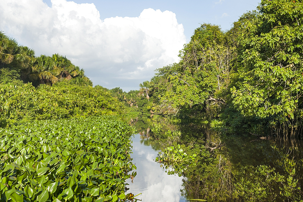 Tigre river tributary of Orinoco river, Monegas State, Bolivarian Republic of Venezuela, South America