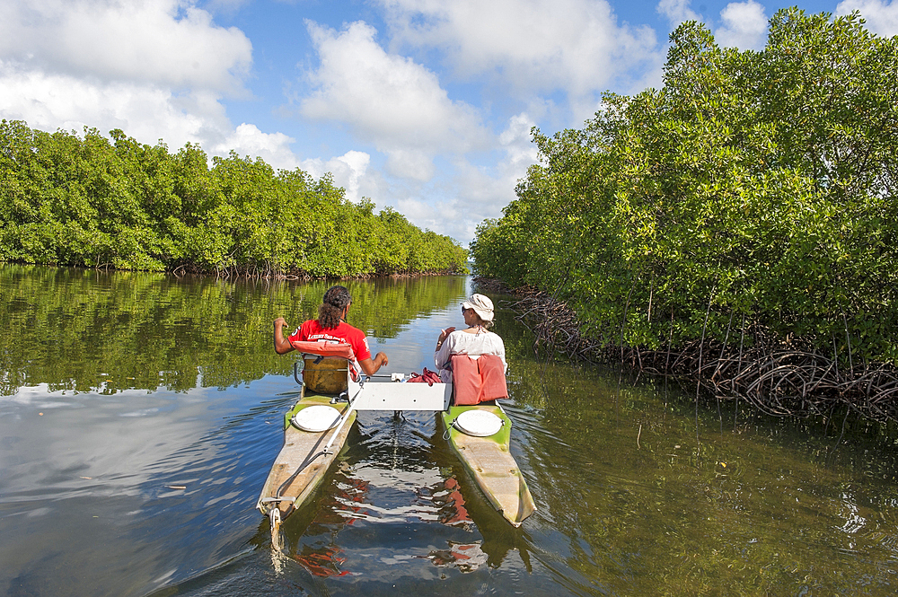 Pedalboat trip around the mangrove swamp, Grand Cul-de-sac Marin,Vieux-Bourg, Morne-a-l'eau, Grande-Terre, Guadeloupe, overseas region of France,Leewards Islands, Lesser Antilles, Caribbean