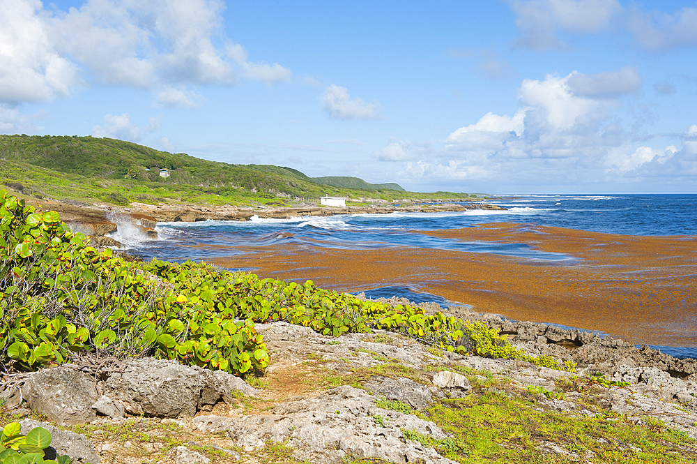 Olive bay on East coast, Grande-Terre, Guadeloupe