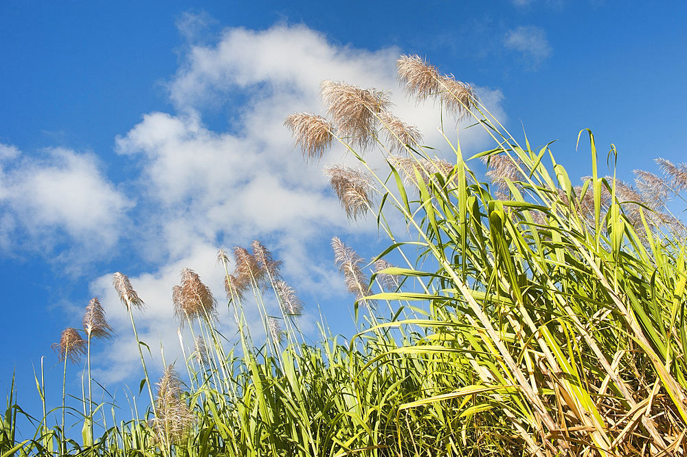 Flowering sugarcane near Saint-Francois, Grande-Terre, Guadeloupe