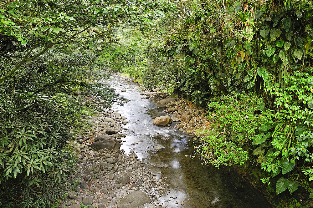 River in the National Park, Basse-Terre, Guadeloupe, overseas region of France,Leewards Islands, Lesser Antilles, Caribbean