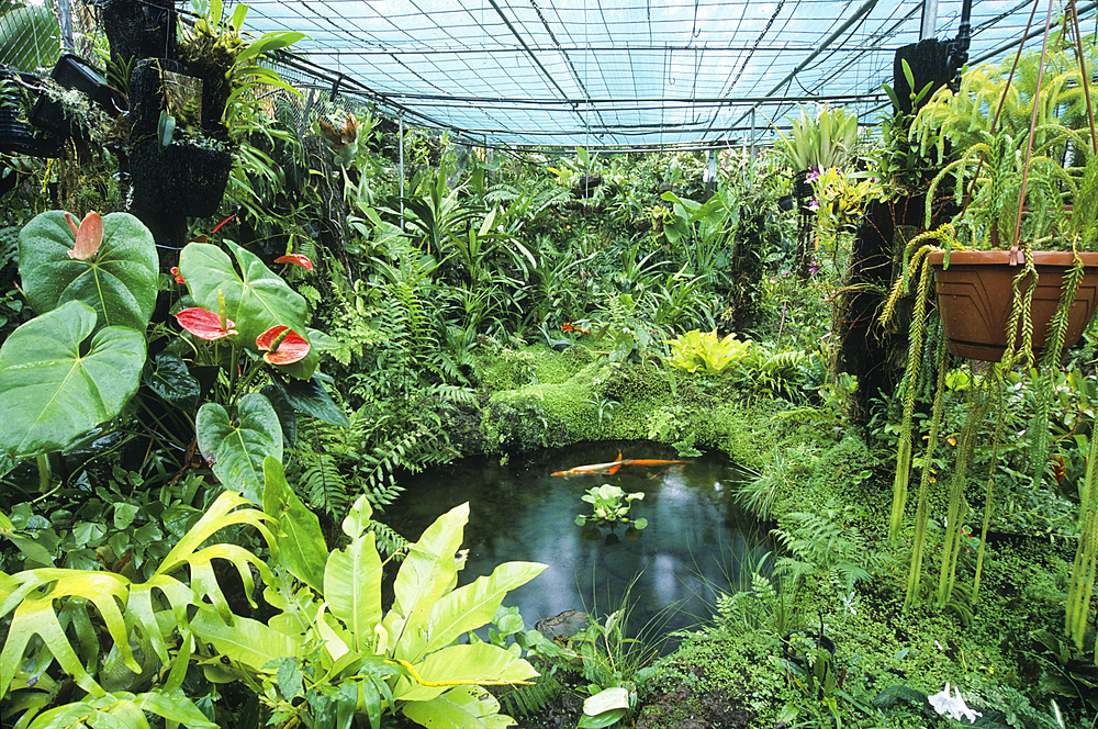 Greenhouse orchids, Reunion