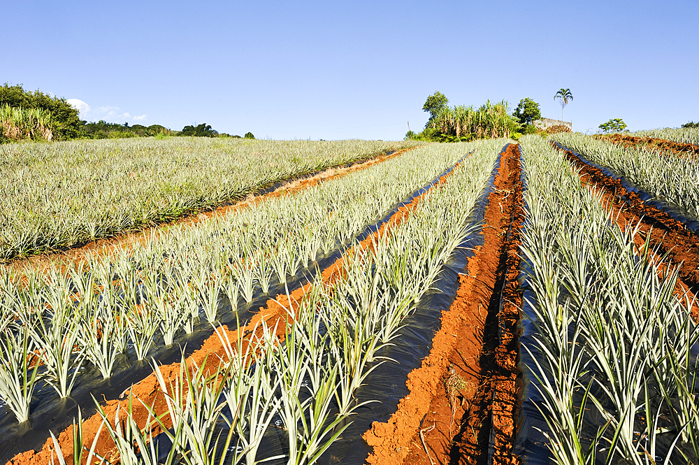 Pineapple field on the east coast. Reunion island,overseas departement of France,Indian Ocean