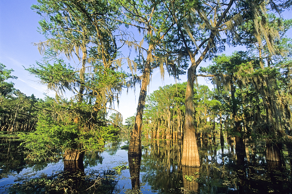 Taxodium distichum (baldcypress) in swamp of Atchafalaya Basin near Henderson, Louisiana, USA