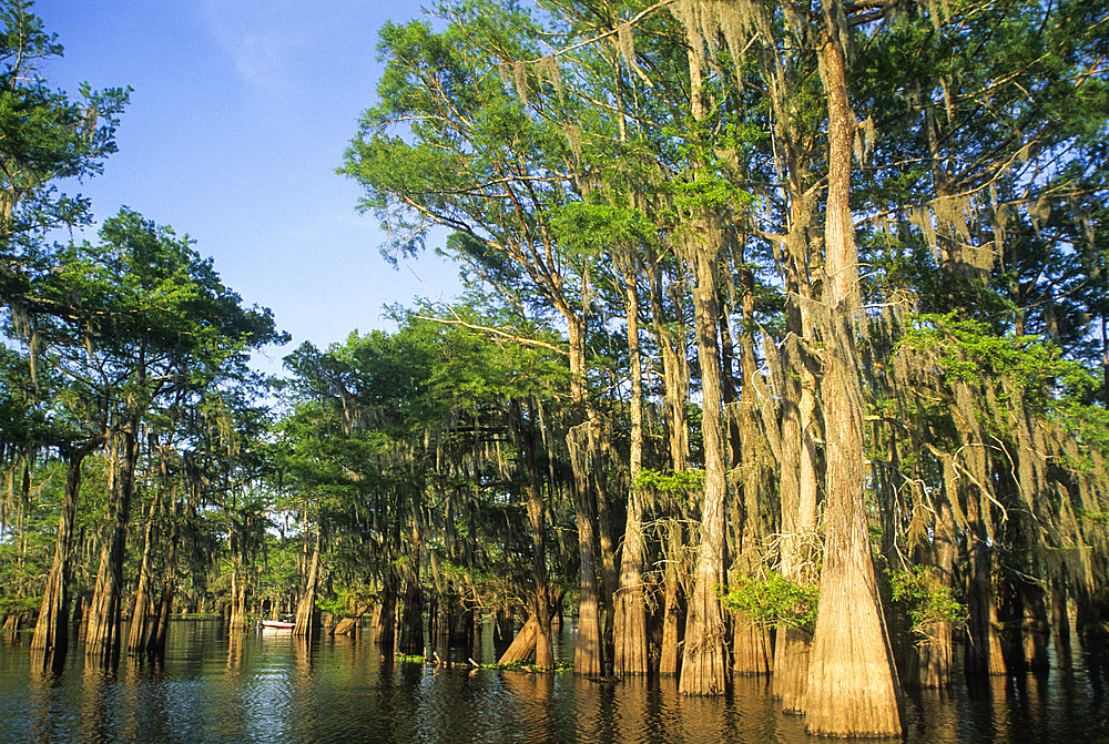 Taxodium distichum (baldcypress) in swamp of Atchafalaya Basin near Henderson, Louisiana, USA