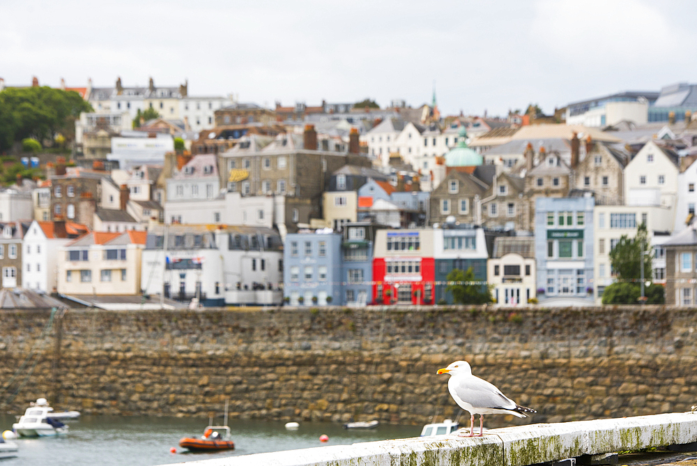 Seagull and St Peter Port harbour in the background, Guernsey Island, Bailiwick of Guernsey, United Kingdom