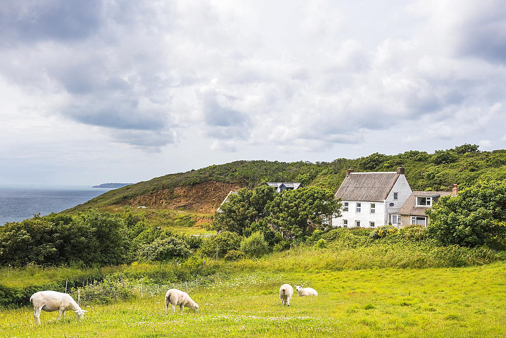 Sheep in a meadow and cottage above Port es Sais Bay, Sark island, Bailiwick of Guernsey, United Kingdom