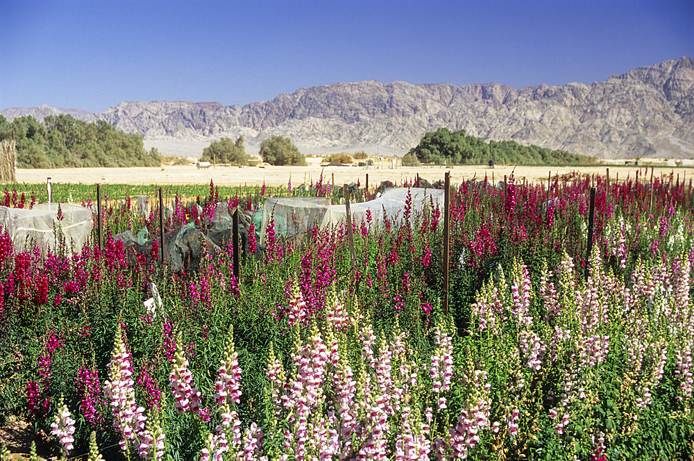 Flowers fields cultivated by the kibbutz Yotvata,Arabah valley,Negev,Israel,Middle East,Western Asia