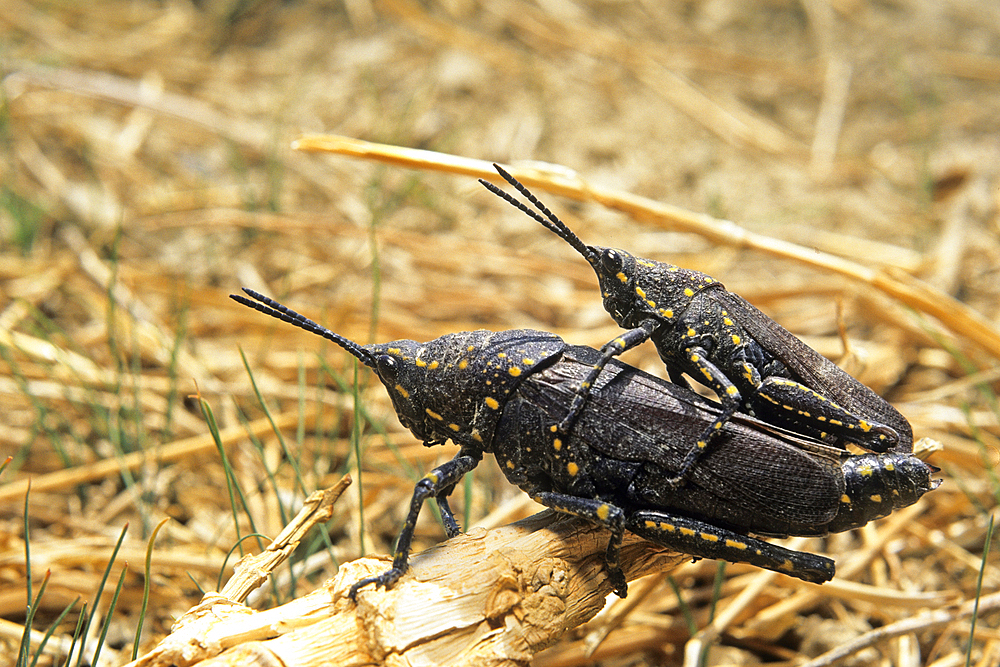 Mating of grasshoppers (poekilocerus bufonius), Negev,Israel,Middle East,Western Asia