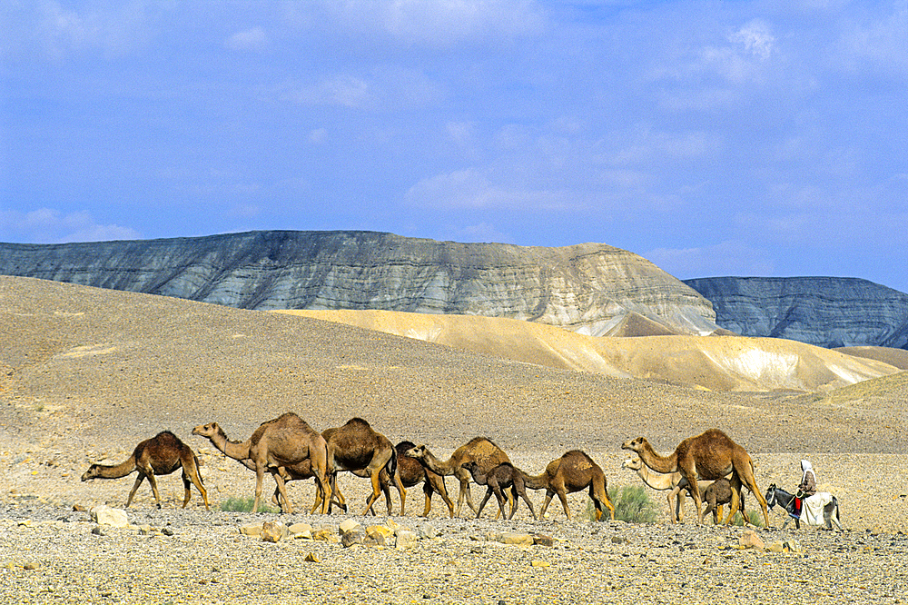 Herd of camels and bedouin riding donkey,Negev,Israel,Middle East,Western Asia