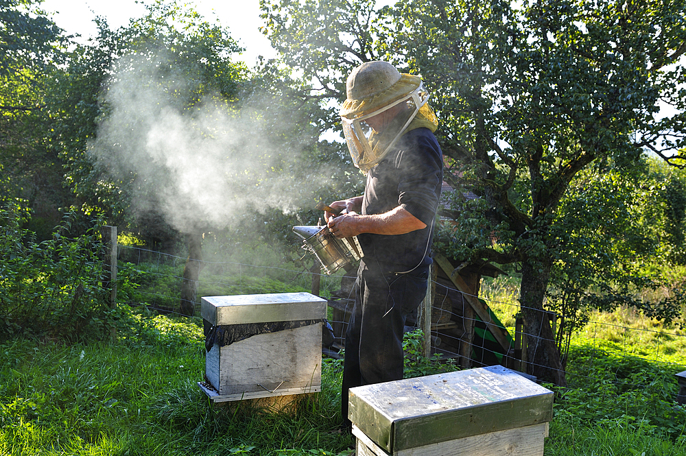 Beekeeper,La Miellerie,Beurrieres,Livradois-Forez Regional Nature Park,Puy-de Dome department,Auvergne region,France,Europe