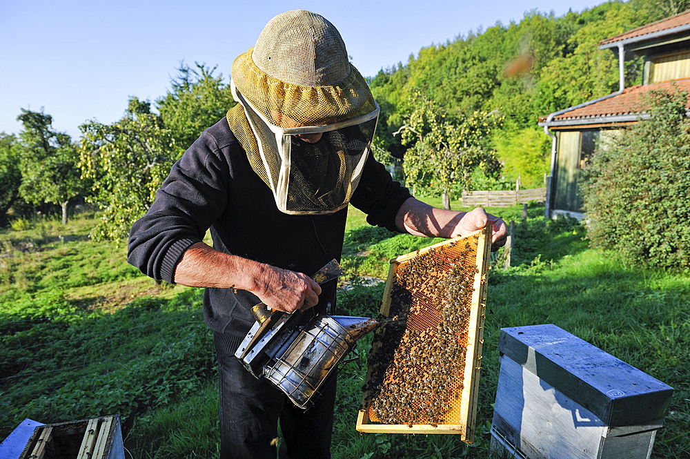 Beekeeper,La Miellerie,Beurrieres,Livradois-Forez Regional Nature Park,Puy-de Dome department,Auvergne region,France,Europe