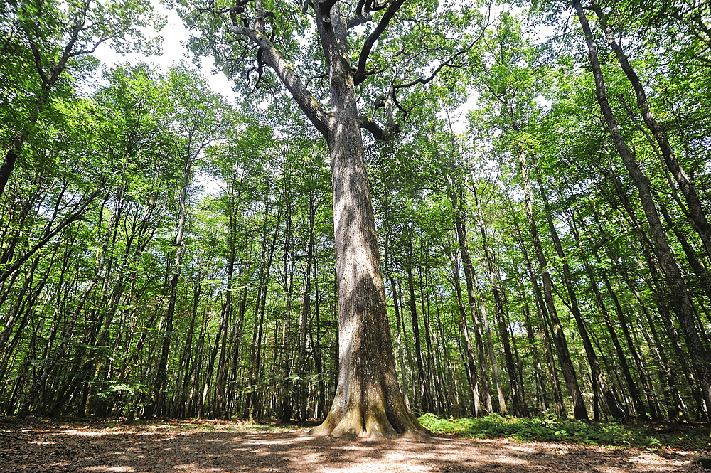 Remarkable oak tree (from 1640, named Charles-Louis Philippe) in the Forest of Troncais (Forêt de Tronçais), Allier department, Auvergne-Rhone-Alpes region, France, Europe