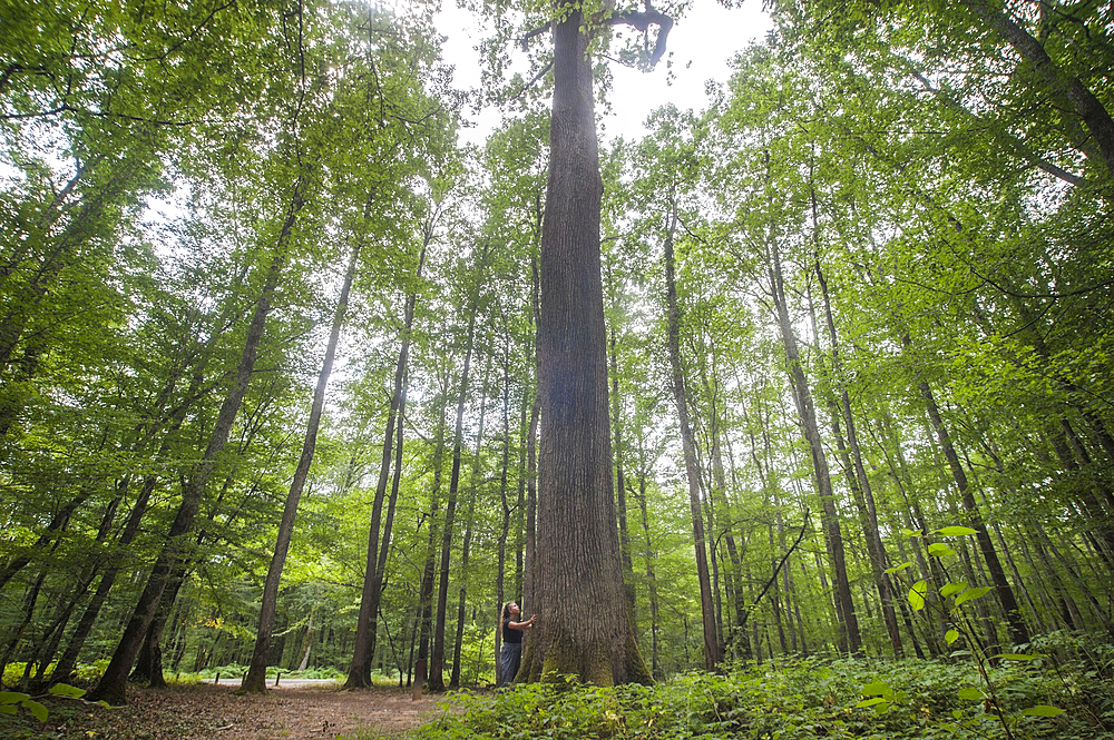 Young girl touching a remarkable oak tree (from 1640, named Emile Guillaumin) in the Forest of Troncais (Forêt de Tronçais), Allier department, Auvergne-Rhone-Alpes region, France, Europe