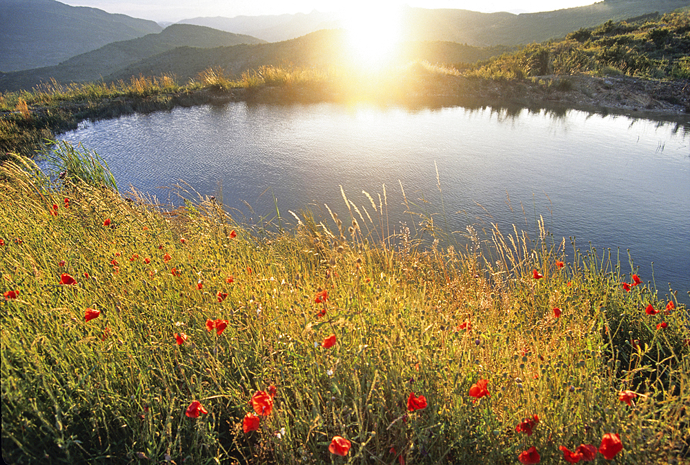 Poppies by Mountain lake at sunset, Drome department, region of Rhone-Alpes,southeastern France, Europe