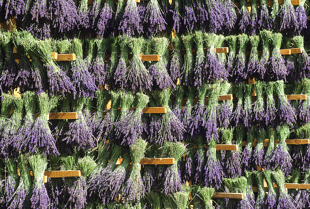 Lavandula angustifolia manual harvesting for bunch, Drome department,region of Rhone-Alpes,France,Europe