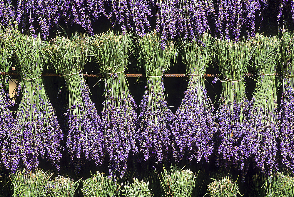 Lavandula angustifolia freshly picked bouquets hanging to dry, Drome department,region of Rhone-Alpes,France,Europe