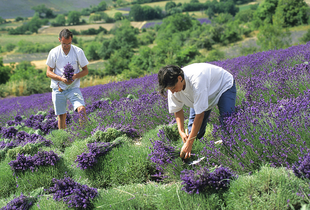 Lavandula angustifolia manual harvesting for bouquet at Mevouillon, Drome department,region of Rhone-Alpes,France,Europe
