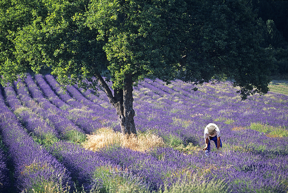 Lavender field, Drome department, region of Rhone-Alpes,southeastern France, Europe