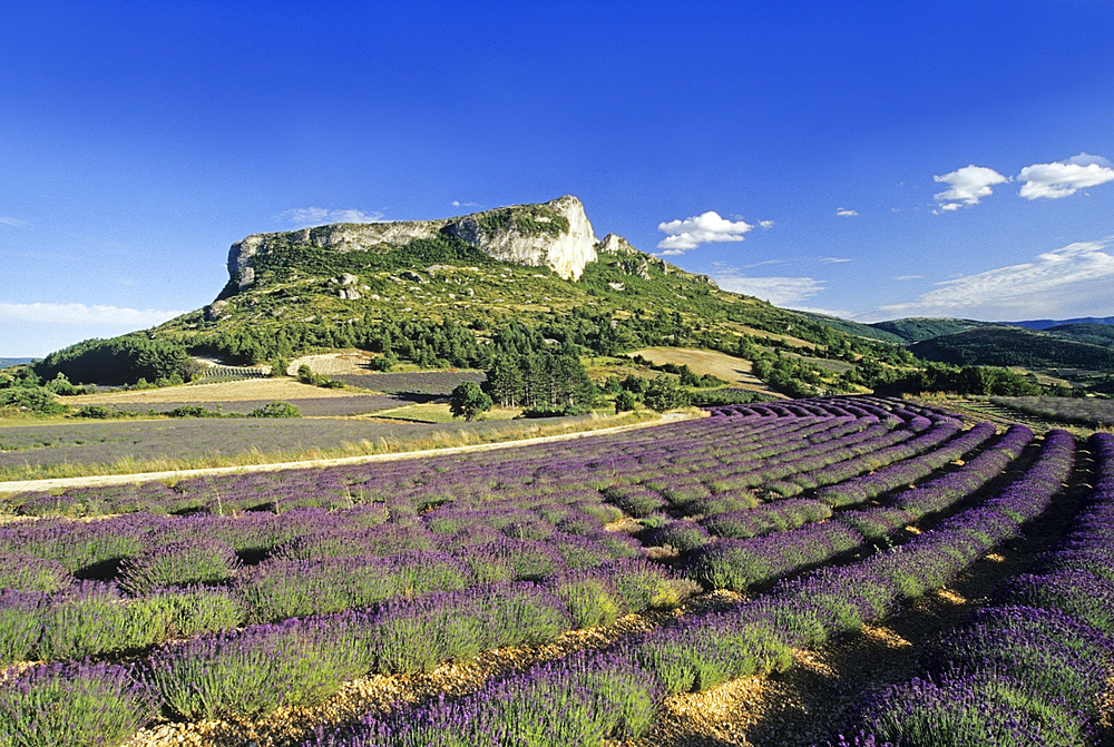 Lavender fields around Mevouillon,Drome department,region of Rhone-Alpes,France,Europe