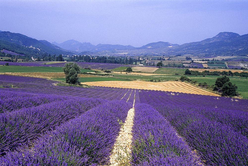 Lavender fields in the St-Jalle's valley,Drome department,region of Rhone-Alpes,France,Europe