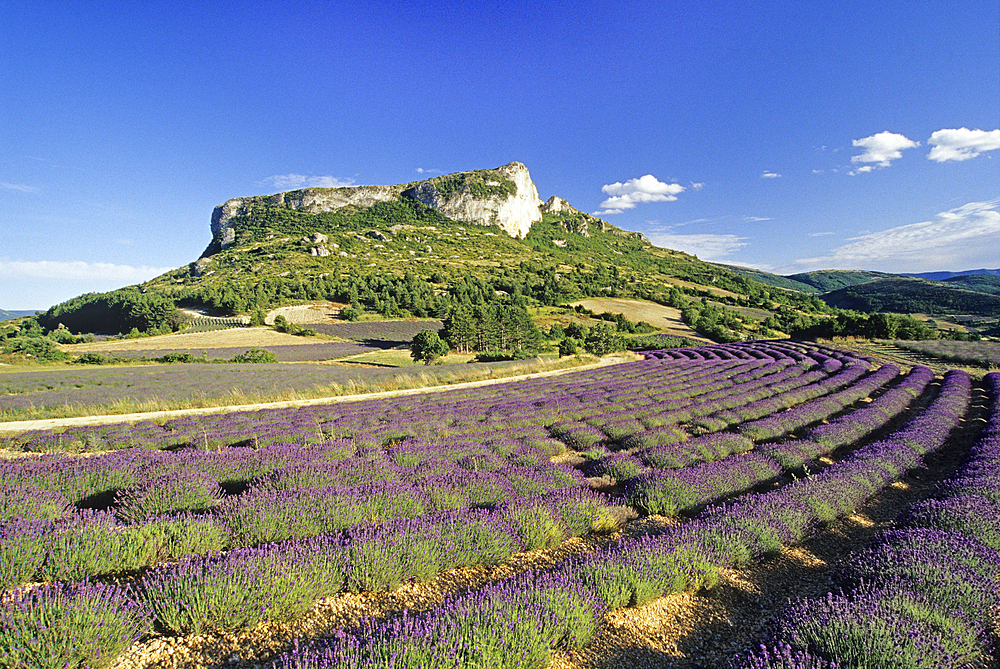 Lavender fields at the foot of the Rock of Mevouillon, Baronnies Natural Park, Drome department, Rhone-Alpes region, southeastern France, Europe