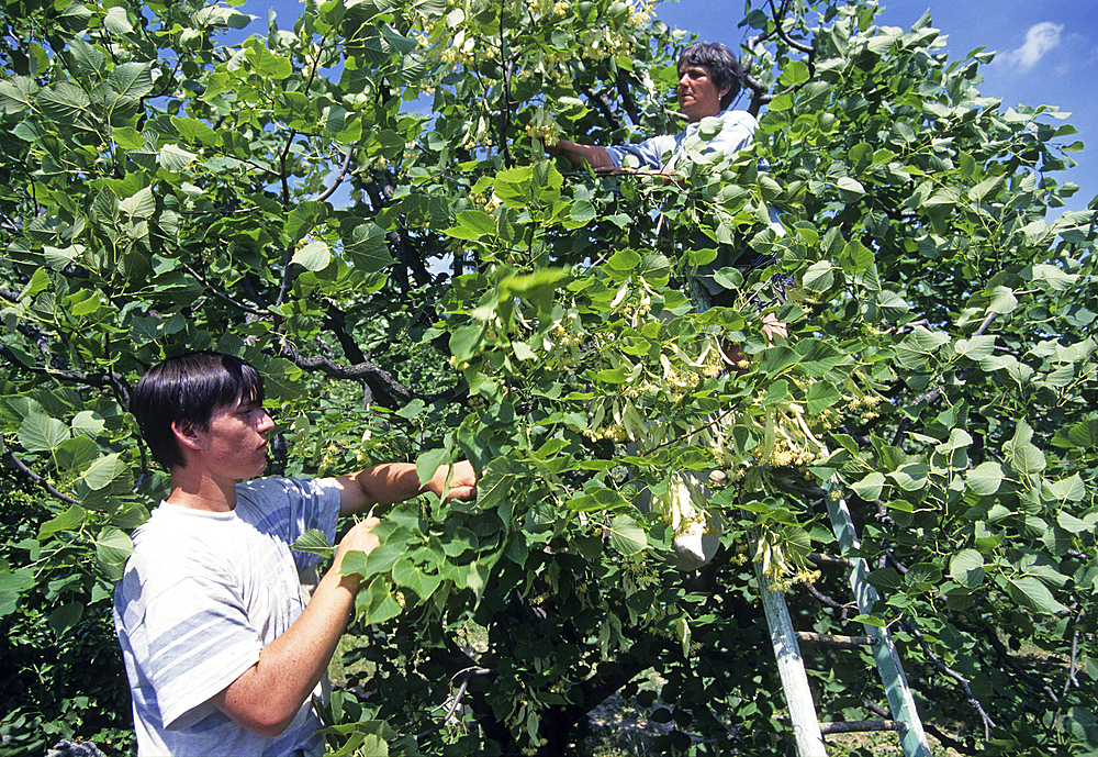 Tilia flowers harvesting, Baronnies natural park, Drome department, Rhone-Alpes region, southeastern France, Europe