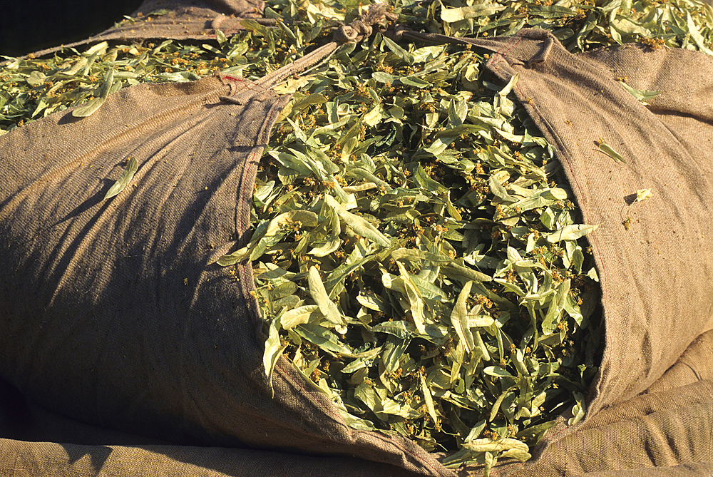 Sack full of Tilia flowers and bracts,Tilia fair at La Charce,Drome department,region of Rhone-Alpes,France,Europe