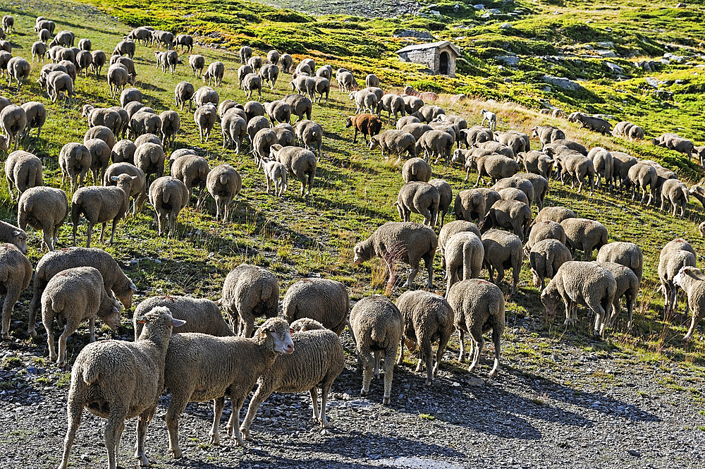 Flock of sheep in the high mountain pasture above La Rosiere, ski resort in the territory of the commune of Montvalezan,Tarentaise Valley, Savoie department, Rhone-Alpes region, France, Europe