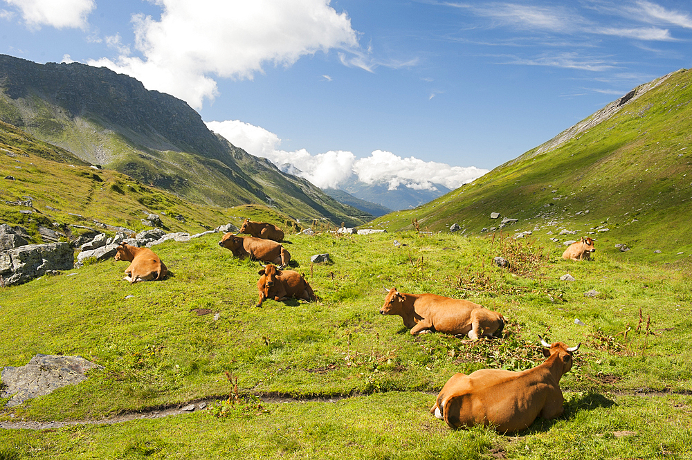 Tarentaise cows lying on high mountain pasture near Little St Bernard Pass, Savoie department, Rhone-Alpes region, France, Europe