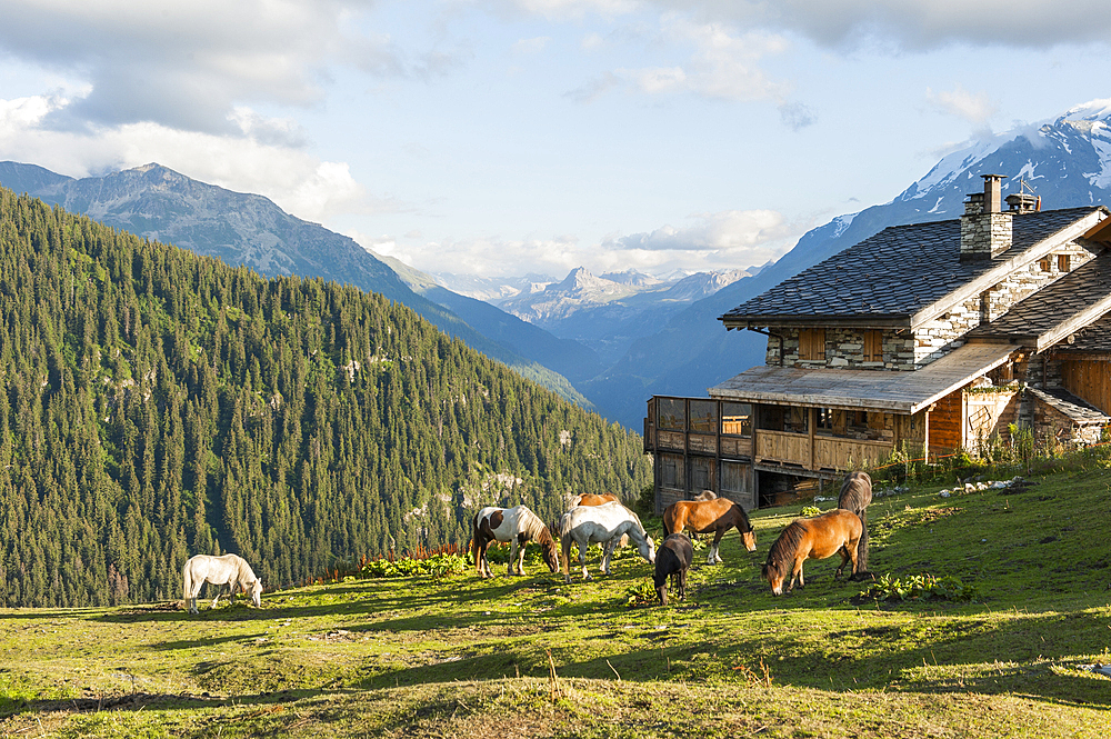 Horses in the meadow, La Rosiere, ski resort in the territory of the commune of Montvalezan,Savoie department, Rhone-Alpes region, France, Europe