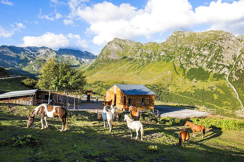 Horses in the meadow, La Rosiere, ski resort in the territory of the commune of Montvalezan,Savoie department, Rhone-Alpes region, France, Europe