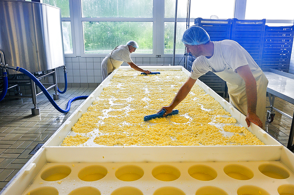 Curd molding, Tome des Bauges cheese,Cheesemaking factory of Semnoz at Gruffy,Haute-Savoie department, Rhone-Alpes region, France, Europe