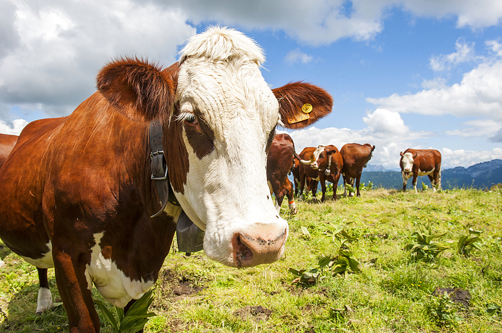 Abondance cows grazing on Semnoz Mountain in the Bauges range,Haute-Savoie department, Rhone-Alpes region, France, Europe