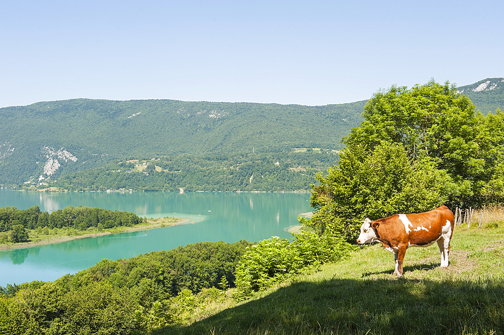 Cow in meadow above the natural Lake of Aiguebelette, department of Savoie, Rhone-Alpes region, France, Europe