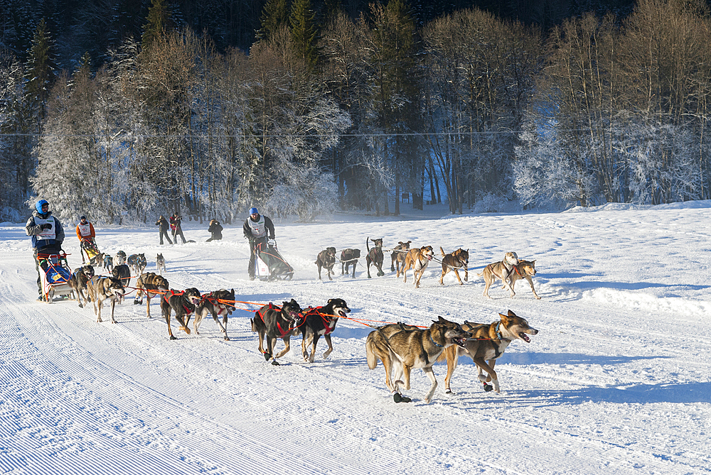 La Grande Odyssee, international sled dog race, near La Chapelle d'Abondance,Haute-Savoie department,Rhone-Alpes region,France,Europe
