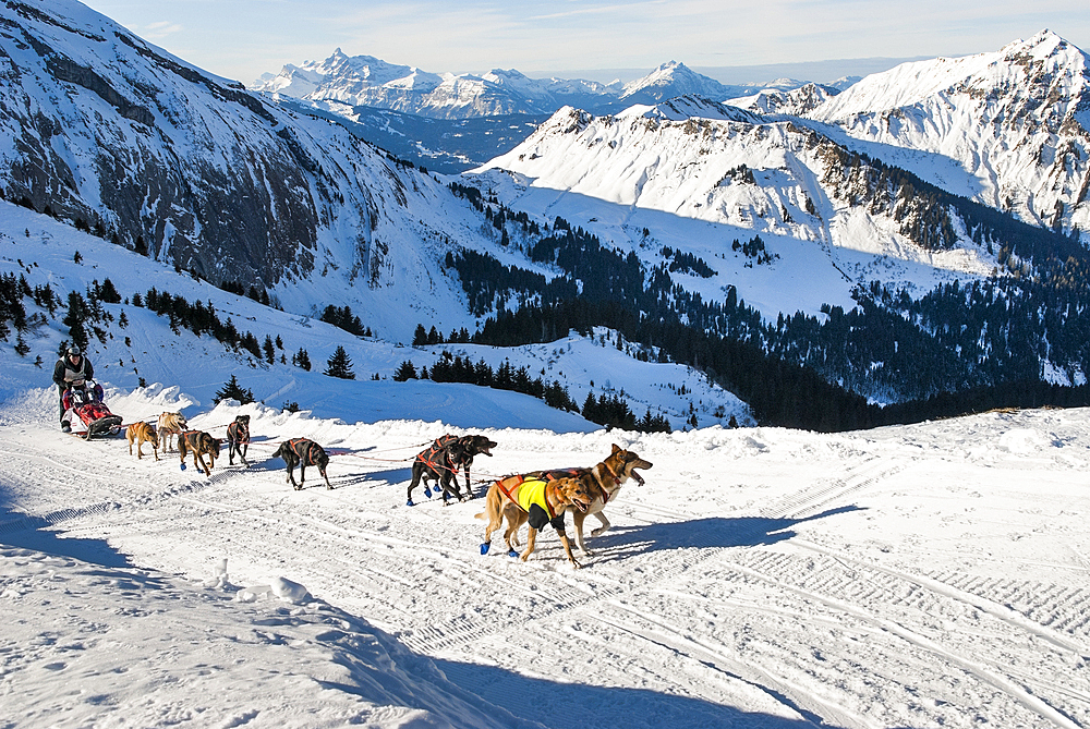 La Grande Odyssee, international sled dog race at Fornet pass, Haute-Savoie department, Rhone-Alpes region, France, Europe