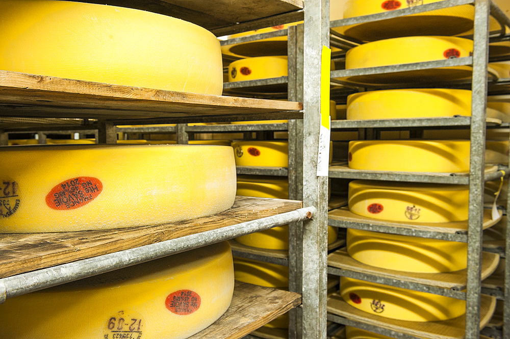 Emmental de Savoie ripening cellar of Chabert cheese factory at Vallieres, Haute-Savoie department, Rhone-Alpes region, France, Europe