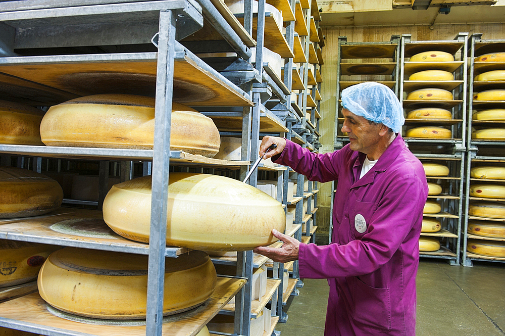 Refiner taking a sprue for testing, Emmental de Savoie ripening cellar of Chabert cheese factory at Vallieres, Haute-Savoie department, Rhone-Alpes region, France, Europe