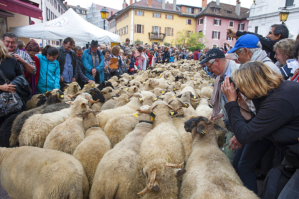 Transhumance Festival, Sainte-Claire street, Old Town of Annecy, Haute-Savoie department, Rhone-Alpes region, France, Europe