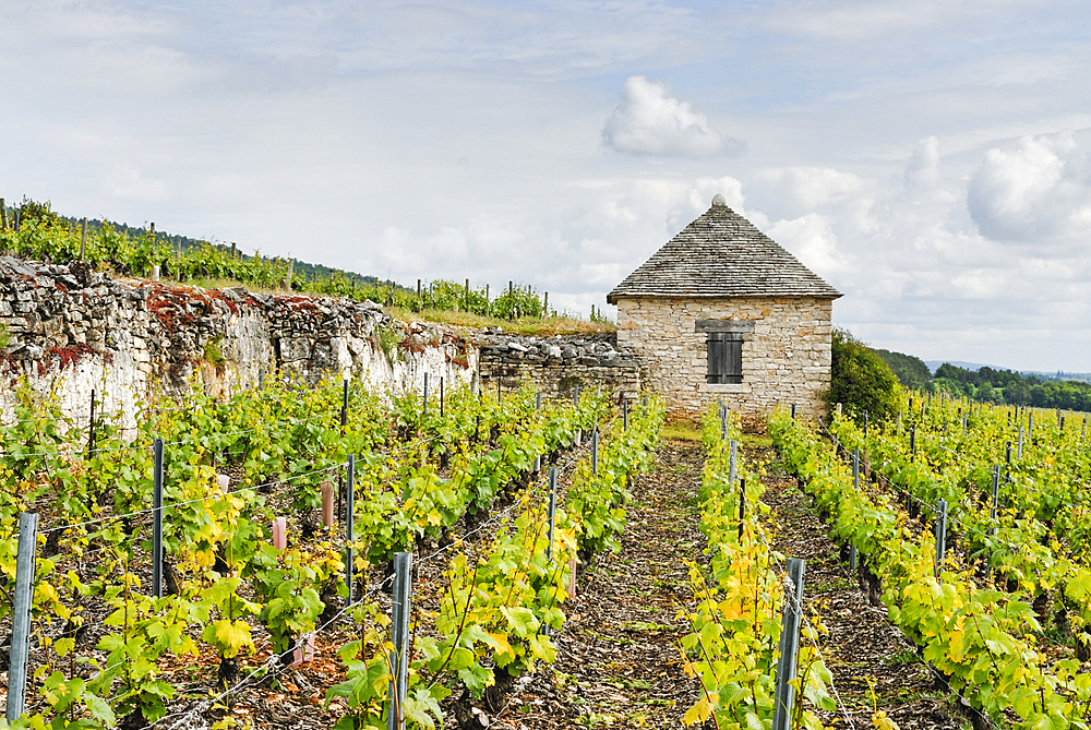 Winegrower shed in Montrachet vineyard,Cote-d Or department,Burgundy region,France,Europe