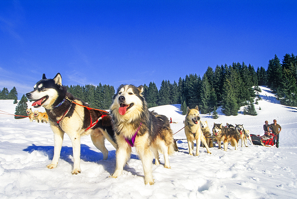 Siberian Husky, Sled dogs at Bellecombe, Jura department, Franche-Comte region of eastern France, Europe