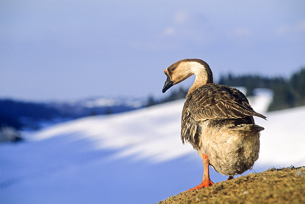 Swan goose, Bellecombe, Jura department, Franche-Comte region of eastern France, Europe