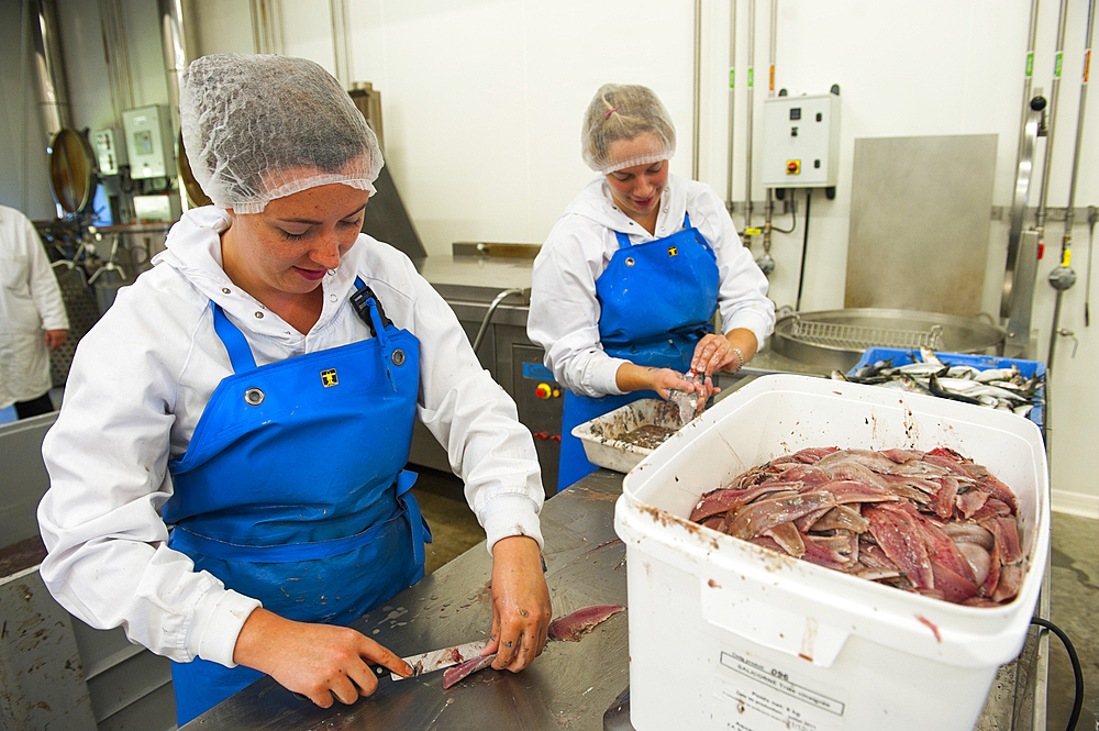 Women carving sardines fish filets, Kerbriant fish and seafood canning factory, Douarnenez,Finistere department,Brittany region,west of France,western Europe