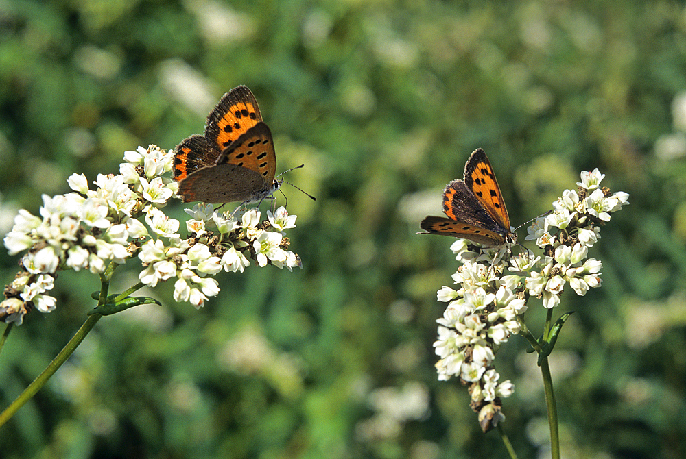 Butterfly in blossoming buckwheat field,Ille-et-Vilaine department,Brittany region,France,northwest Europe