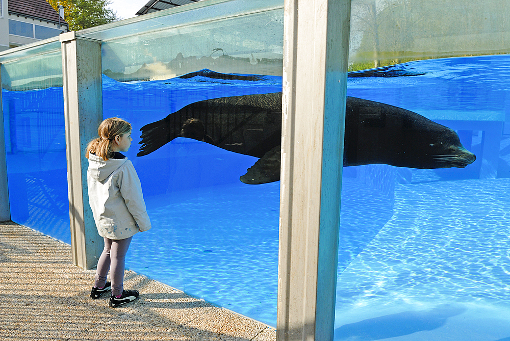 fillette observant des Otaries de Californie (Zalophus californianus), ZooParc de Beauval, Departement du Loir-et-Cher, region Centre-Val de Loire, France, Europe//little girl watching California sea lion (Zalophus californianus), ZooParc de Beauval, Loir
