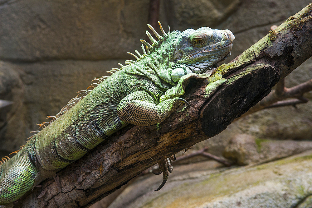 Green iguana (Iguana iguana), ZooParc de Beauval, Loir-et-Cher department, Centre-Val de Loire region, France, Europe